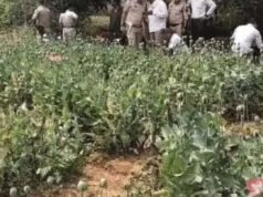 72 घंटे के भीतर रायगढ़ जिला प्रशासन की अफीम की खेती पर ताबड़तोड़ कार्रवाई