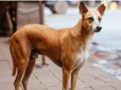 आवारा कुत्ते ने एक साथ कई लोगों को काटा, 10 घायल