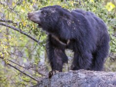 महुआ बीनने गए ग्रामीण पर भालू का हमला, गंभीर हालत में रायपुर रेफर — इलाके में दहशत