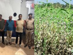 मक्का की आड़ में ‘नशे’ की खेती: दुर्ग में BJP नेता सहित 3 आरोपी गिरफ्तार, चकमा देने के लिए ऐसे उगा रहे थे अफीम