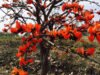 सफलता की कहानी- पलाश फूल से बढ़ती आजीविका और समृद्धि