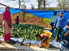 खीरा की खेती ने बदली सुभद्रा की जिंदगी, बिहान योजना से बनी लखपति दीदी