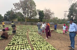 हरा सोना संग्राहकों की आय बढ़ाने की दिशा में बड़ा कदम