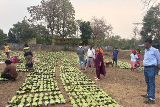 हरा सोना संग्राहकों की आय बढ़ाने की दिशा में बड़ा कदम