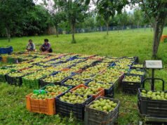 जशपुर की नाशपाती से बढ़ रही किसानों की आमदनी, 3,500 से अधिक कृषक जुड़े फल उत्पादन से