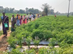 नक्सल प्रभावित क्षेत्र में समृद्धि की नई गाथा