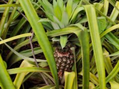 मेड़ पर लगाए थे कुछ पौधे… आज हर साल 2.5 लाख की कमाई