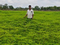 हरी खाद से संवर रही खेतों की सेहत, प्राकृतिक खेती की मिसाल बने किसान नरेंद्र सिंह