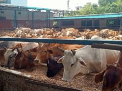 नगर एवं ग्रामीण अंचलों में धूमधाम से मनाया गया हरेली पर्व, गौशाला में गायों को खिलाई गई आटे की लोंदी