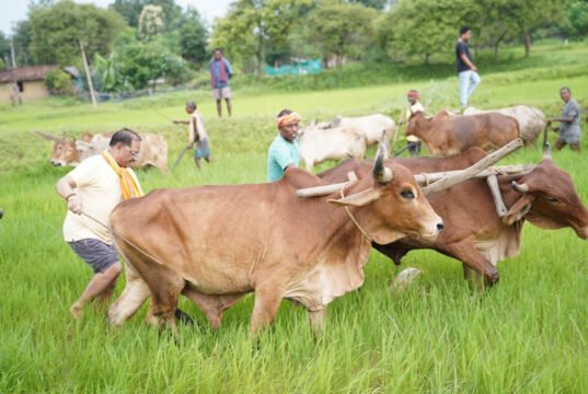 अपनी माटी और खेती-किसानी से मुख्यमंत्री श्री विष्णु देव साय का आत्मीय जुड़ाव