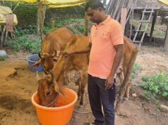 छत्तीसगढ़ का स्वावलंबन-नस्ल सुधार ने बदली किसान विनोद की किस्मत, घर की बछिया बनी आर्थिक समृद्धि का आधार