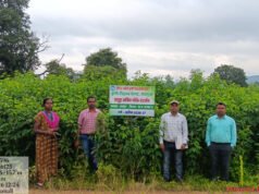 सेवा संकल्प अभियान-55 हेक्टेयर में लहलहा रही अरहर की उन्नत किस्में, फूल आने की अवस्था में पहुंची फसल