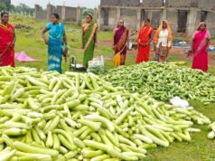 अतिक्रमण मुक्त 25 एकड़ बंजर भूमि पर उगी समृद्धि