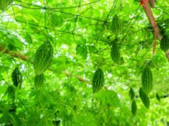 करेले की उन्नत खेती से चमकी किसान नारायण प्रसाद वर्मा की किस्मत