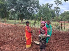 लेमन ग्रास की खुशबू से महक रही आत्मनिर्भरता, जीपीएम की महिलाएं बढ़ रहीं ‘लखपति दीदी’ बनने की राह पर